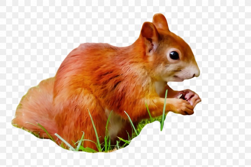 Squirrel Eurasian Red Squirrel Chipmunk Eastern Chipmunk Snout, PNG, 2448x1632px, Watercolor, Chipmunk, Eastern Chipmunk, Eurasian Red Squirrel, Fawn Download Free