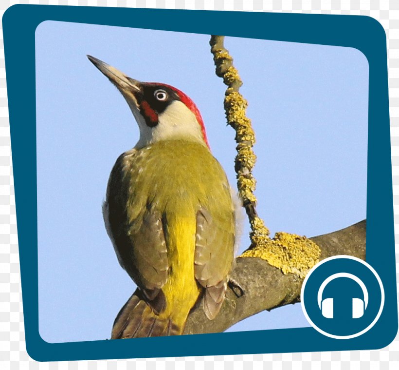 European Green Woodpecker Internet Podcast Great Spotted Woodpecker, PNG, 1024x949px, Woodpecker, Animal, Audio, Beak, Bird Download Free