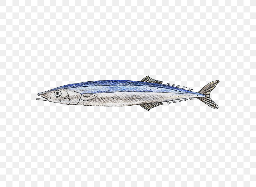 Sardine Pacific Saury Mackerel Oily Fish Sauries, PNG, 600x600px, Sardine, Anchovy, Bonito, Bony Fish, Fin Download Free