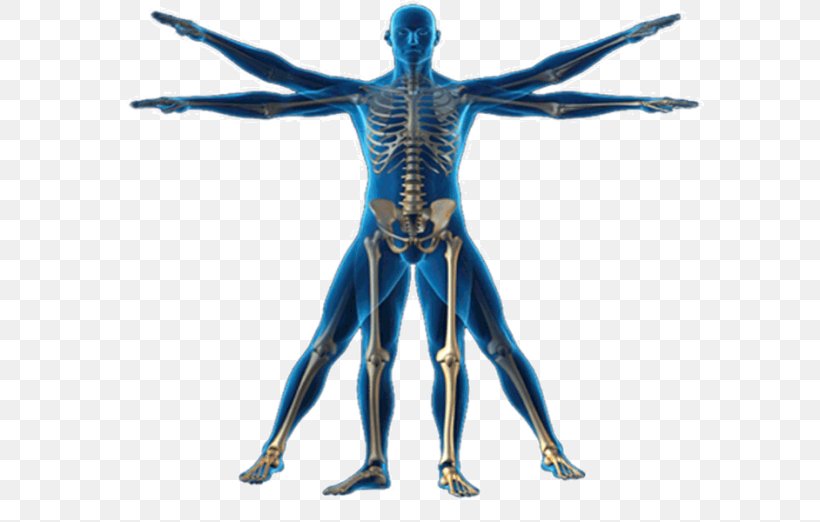 Vitruvian Man Human Body Anatomy Homo Sapiens Physical Body, PNG, 696x522px, Watercolor, Cartoon, Flower, Frame, Heart Download Free
