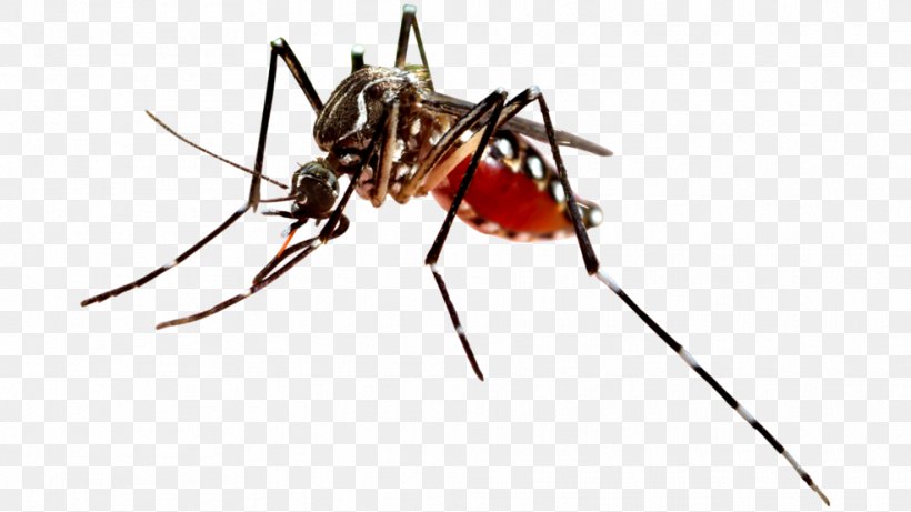 Dengue Fever Mosquito-borne Disease Vector Virus, PNG, 986x555px, Dengue Fever, Arthropod, Chikungunya Virus Infection, Dengue Virus, Fever Download Free