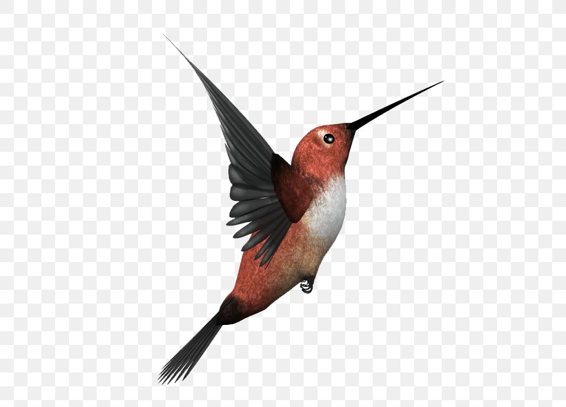 Hummingbird Image Kingfisher, PNG, 600x590px, Hummingbird, Animal, Beak, Bird, Blackcapped Kingfisher Download Free
