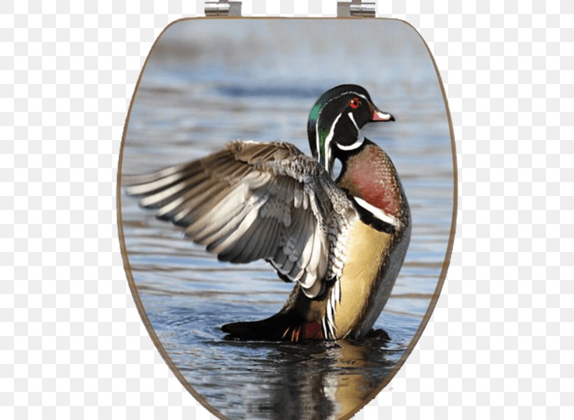 Mallard Wood Duck Stock Photography Waterfowl Hunting, PNG, 600x600px, Mallard, Aix, Anas, Beak, Bird Download Free