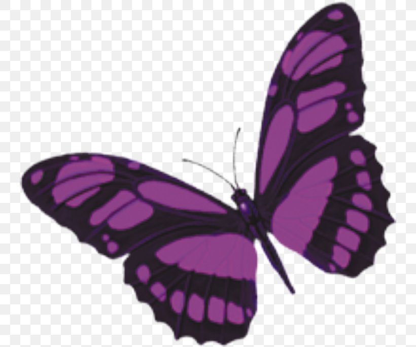 Monarch Butterfly Purple, PNG, 742x684px, Butterfly, Brush Footed Butterfly, Cartoon, Google Images, Insect Download Free