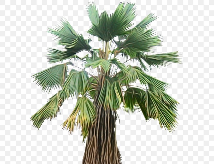 Palm Oil Tree, PNG, 598x630px, Asian Palmyra Palm, Arecales, Borassus, Borassus Flabellifer, Branch Download Free