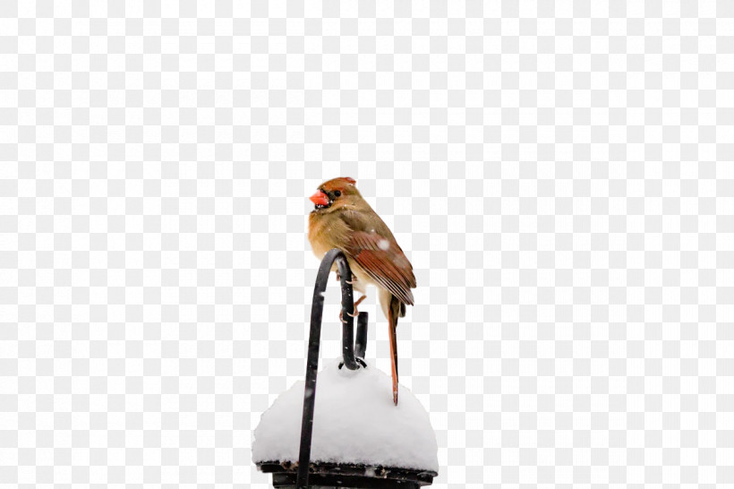 Birds Shoe Beak Meter Science, PNG, 1200x800px, Birds, Beak, Biology, Meter, Science Download Free