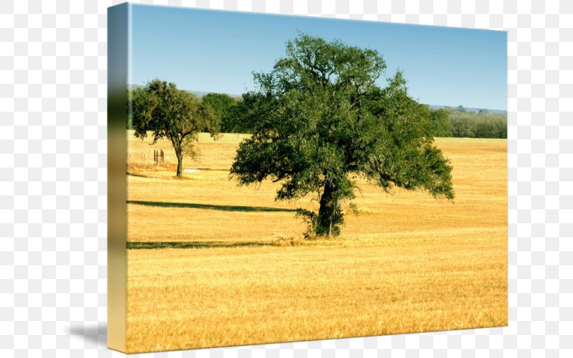 Ecoregion Gallery Wrap Prairie Texas Wood, PNG, 650x513px, Ecoregion, Art, Canvas, Ecosystem, Farm Download Free