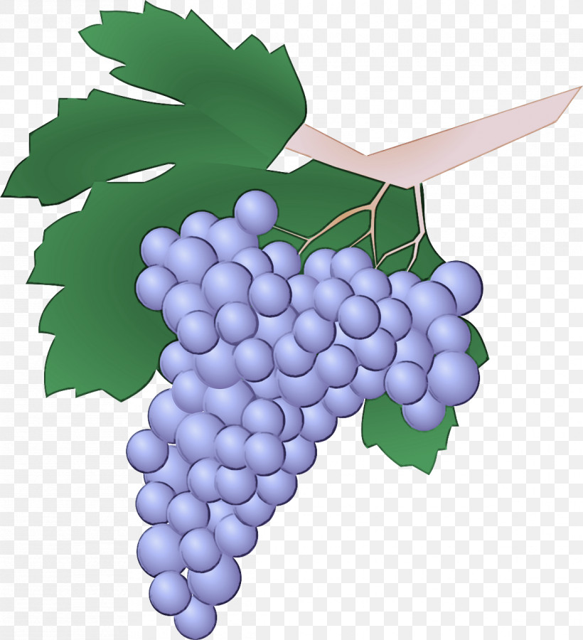 Grape Grape Leaves Seedless Fruit Grapevine Family Vitis, PNG, 1166x1280px, Grape, Berry, Fruit, Grape Leaves, Grapevine Family Download Free