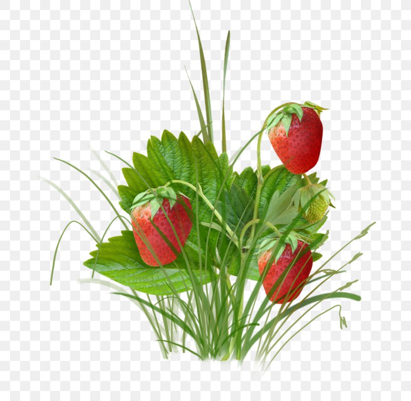 Strawberry Berries Fruit, PNG, 682x800px, Strawberry, Berries, Berry, Cut Flowers, Floral Design Download Free