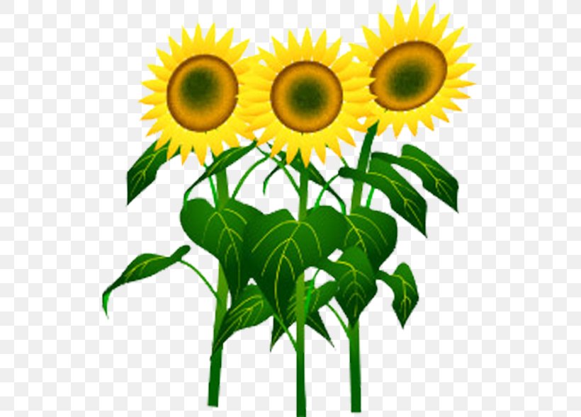 Common Sunflower Cartoon Sunflower Seed, PNG, 535x589px, Common Sunflower, Cartoon, Cut Flowers, Daisy Family, Flower Download Free