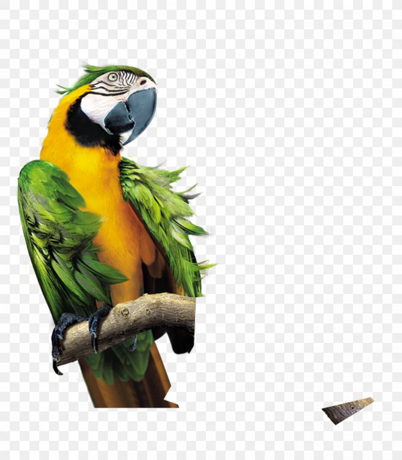 Parrot Lovebird Macaw, PNG, 1416x1623px, Parrot, Beak, Bird, Birdcage, Budgerigar Download Free
