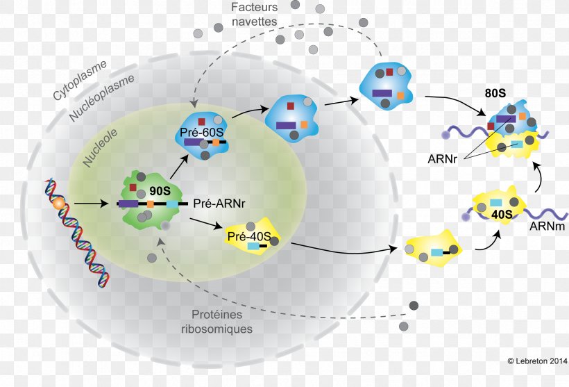 Ribosome Eukaryote 5S Ribosomal RNA Biogenesis, PNG, 2363x1607px, 5s Ribosomal Rna, Ribosome, Area, Biogenesis, Brand Download Free