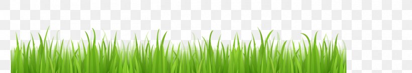 Wheatgrass Green Desktop Wallpaper Leaf Plant Stem, PNG, 1400x250px, Wheatgrass, Closeup, Computer, Grass, Grass Family Download Free