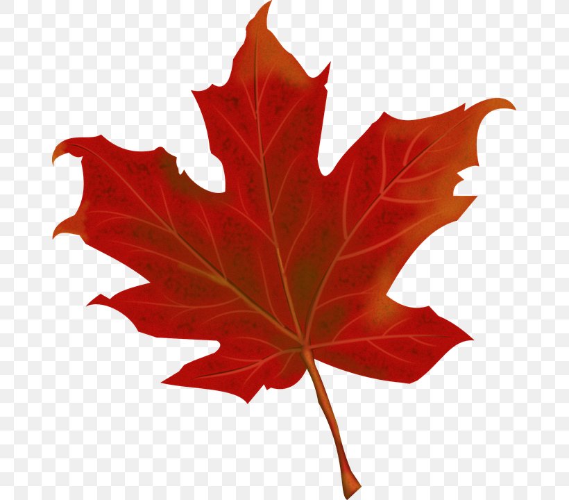 150th Anniversary Of Canada Maple Leaf Clip Art, PNG, 669x720px, 150th Anniversary Of Canada, Canada, Autumn, Autumn Leaf Color, Leaf Download Free