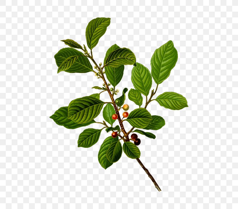 Alder Buckthorn Cascara Buckthorn Alnus Glutinosa Frangula Californica, PNG, 575x720px, Alder Buckthorn, Alder, Alnus Glutinosa, Bark, Branch Download Free