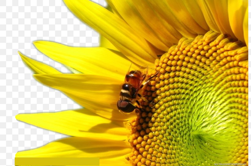 Apidae Apis Cerana Honey Nectar Beehive, PNG, 802x543px, Apidae, Apis Cerana, Bee, Bee Pollen, Beehive Download Free