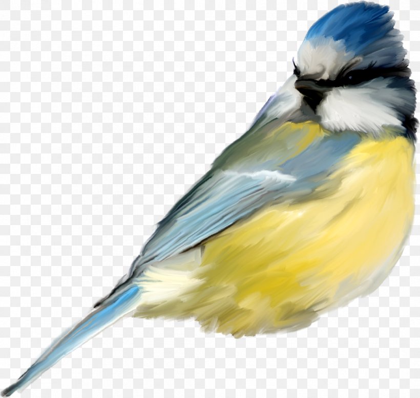 Bird Clip Art, PNG, 1045x992px, Bird, Beak, Chart, Chickadee, Common Pet Parakeet Download Free
