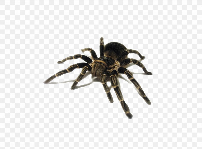 Cat Spider Insect Pest Tarantula, PNG, 3098x2294px, Cat, Animal, Arachnid, Arthropod, Avicularia Avicularia Download Free