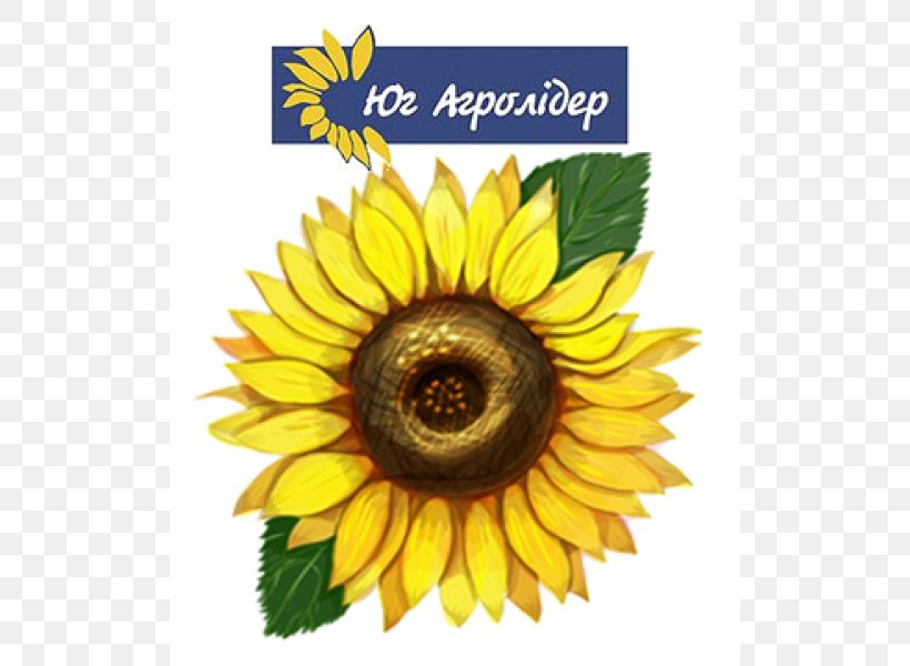 Common Sunflower Drawing Illustrator Sunflowers, PNG, 600x600px, Common Sunflower, Art, Daisy Family, Digital Image, Drawing Download Free