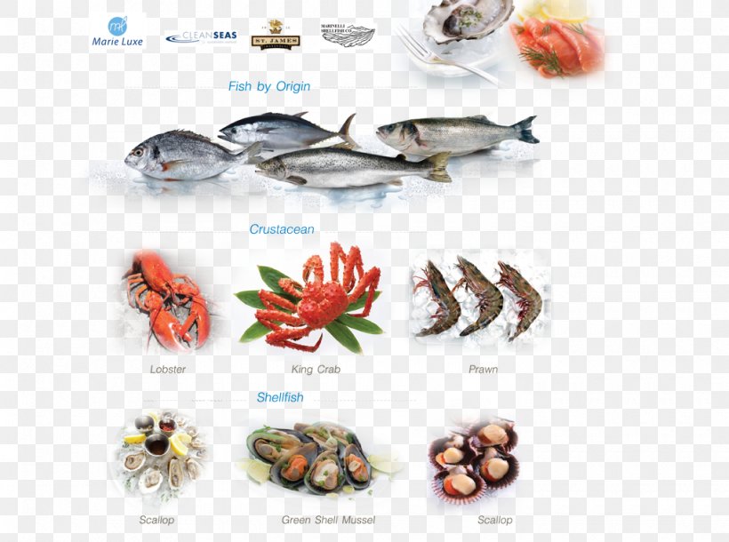 冬の天気とくらし Fish Products, PNG, 1020x759px, Fish Products, Animal Source Foods, Book, Fish, Organism Download Free
