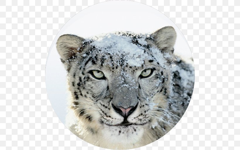 Mac OS X Snow Leopard MacOS Mac OS X Leopard Mac OS X Lion, PNG, 512x512px, Mac Os X Snow Leopard, Apple, Apple Disk Image, Big Cats, Carnivoran Download Free