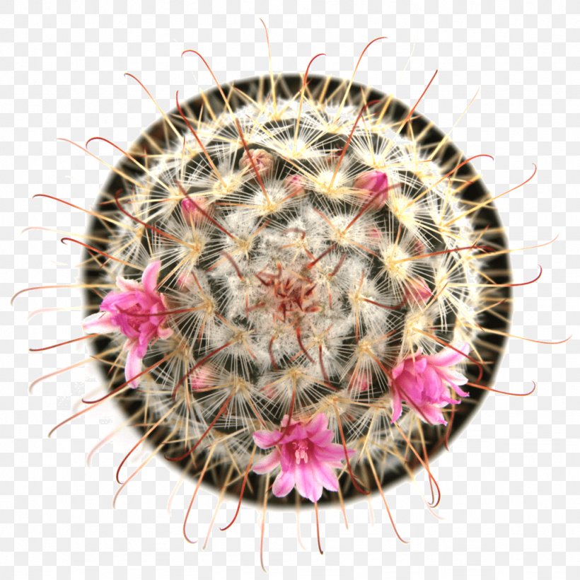 Mammillaria Bombycina Succulent Plant Thorns, Spines, And Prickles Mammillaria Elongata, PNG, 1024x1024px, Succulent Plant, Cactaceae, Cactus, Caryophyllales, Etiolation Download Free