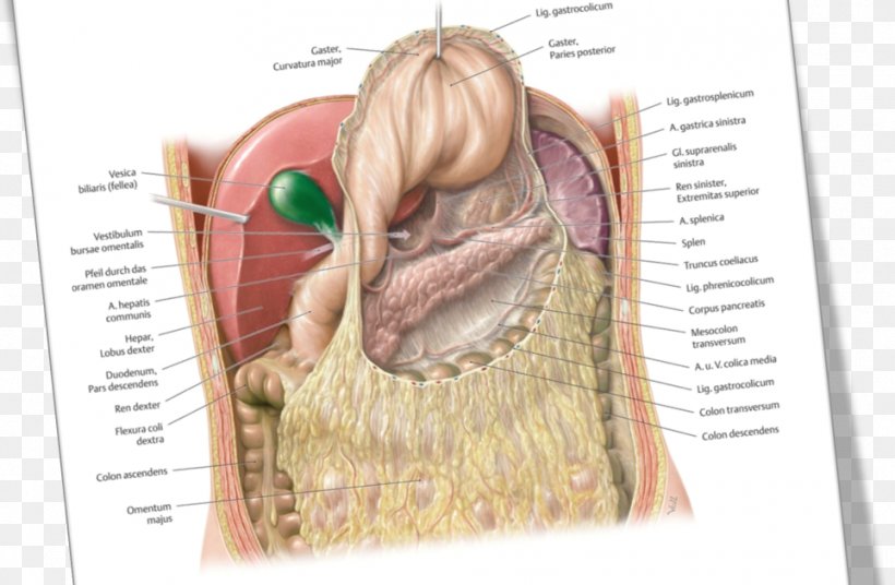 Peritoneum Greater Omentum Lesser Sac Peritoneal Cavity Anatomy, PNG, 963x630px, Watercolor, Cartoon, Flower, Frame, Heart Download Free