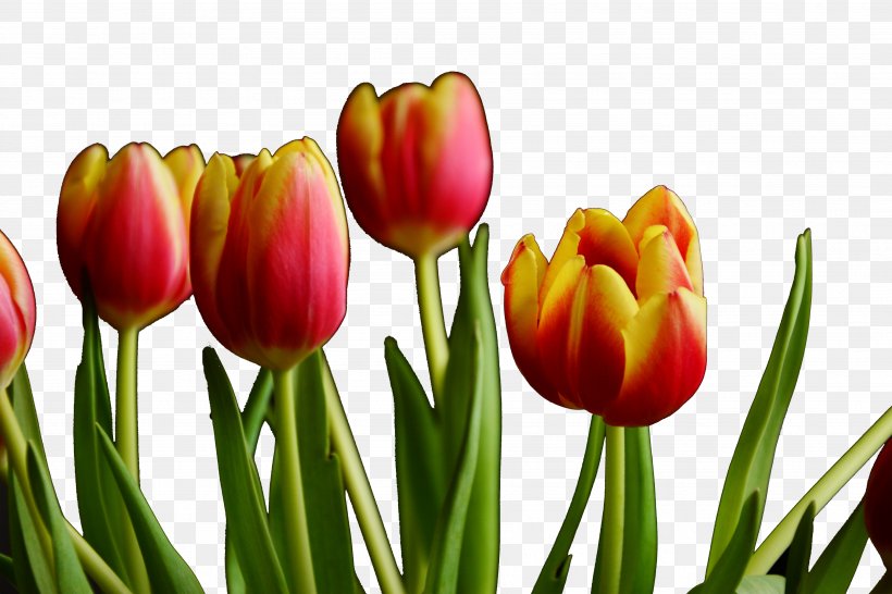 Tulip Canton Tower Plant, PNG, 3596x2398px, Tulip, Canton Tower, Cut Flowers, Floristry, Flower Download Free