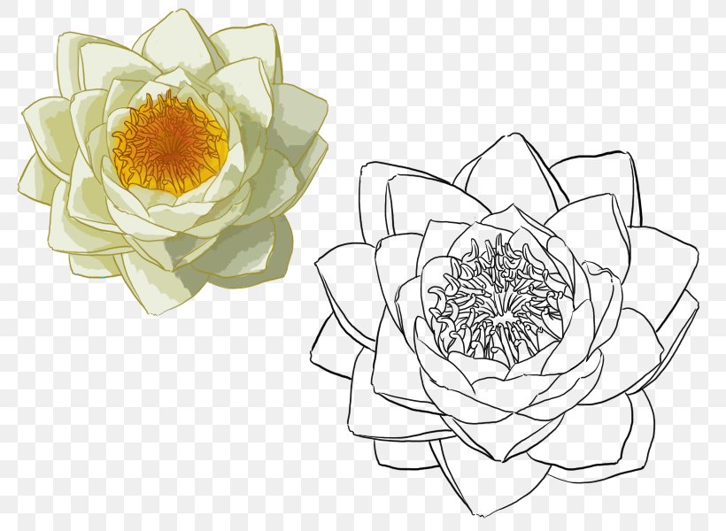 Yellow Nelumbo Nucifera, PNG, 800x600px, Yellow, Croquis, Cut Flowers, Flora, Floral Design Download Free