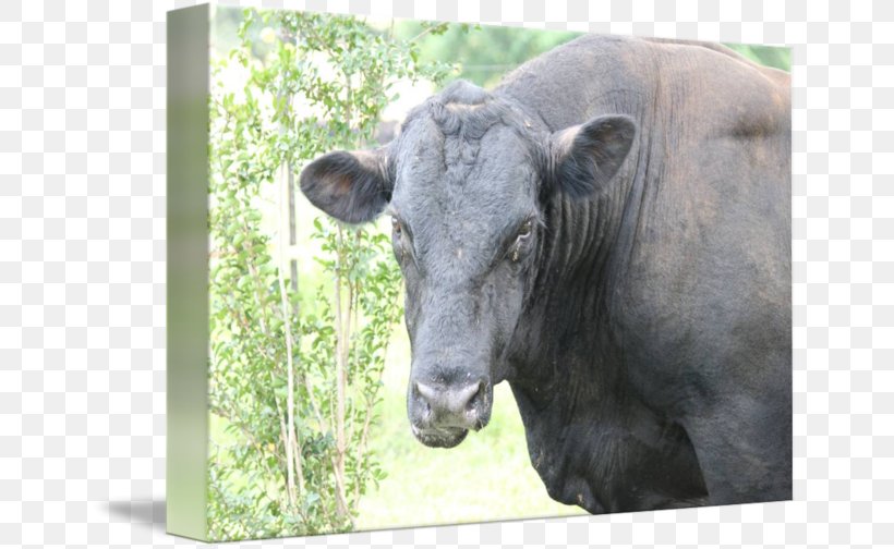 Cattle Wildlife Terrestrial Animal Snout, PNG, 650x504px, Cattle, Animal, Cattle Like Mammal, Cow Goat Family, Fauna Download Free