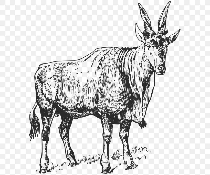 Goat Cattle, PNG, 599x683px, Goat, Aquarius, Black And White, Cattle, Cattle Like Mammal Download Free