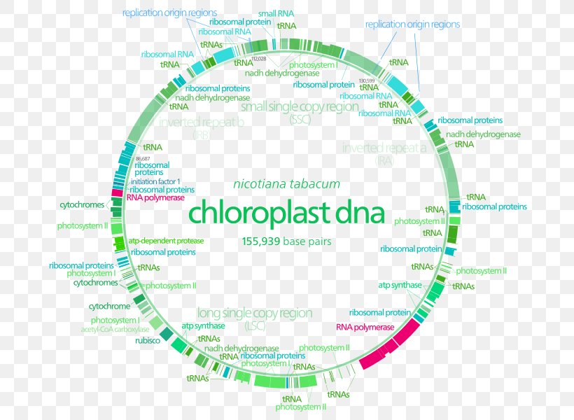 Plastome Chloroplast Non-coding DNA Cell, PNG, 703x600px, Plastome, Area, Biochemistry, Brand, Cell Download Free