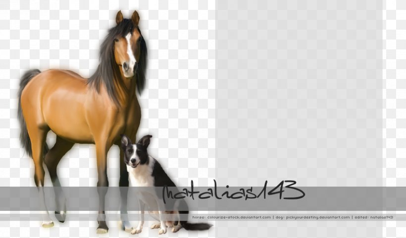 Stallion Halter Mustang Foal Colt, PNG, 849x500px, Stallion, Bridle, Colt, Foal, Halter Download Free