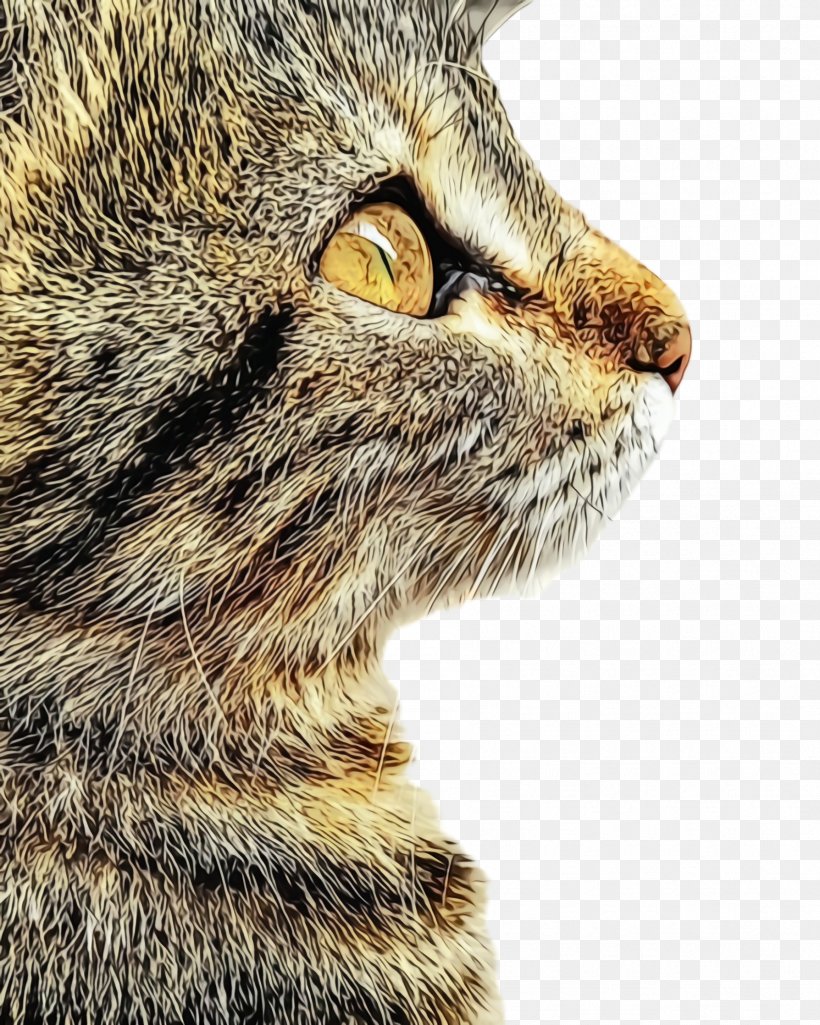 Cat Small To Medium-sized Cats Whiskers Tabby Cat European Shorthair, PNG, 1788x2236px, Watercolor, Cat, Closeup, European Shorthair, Nose Download Free