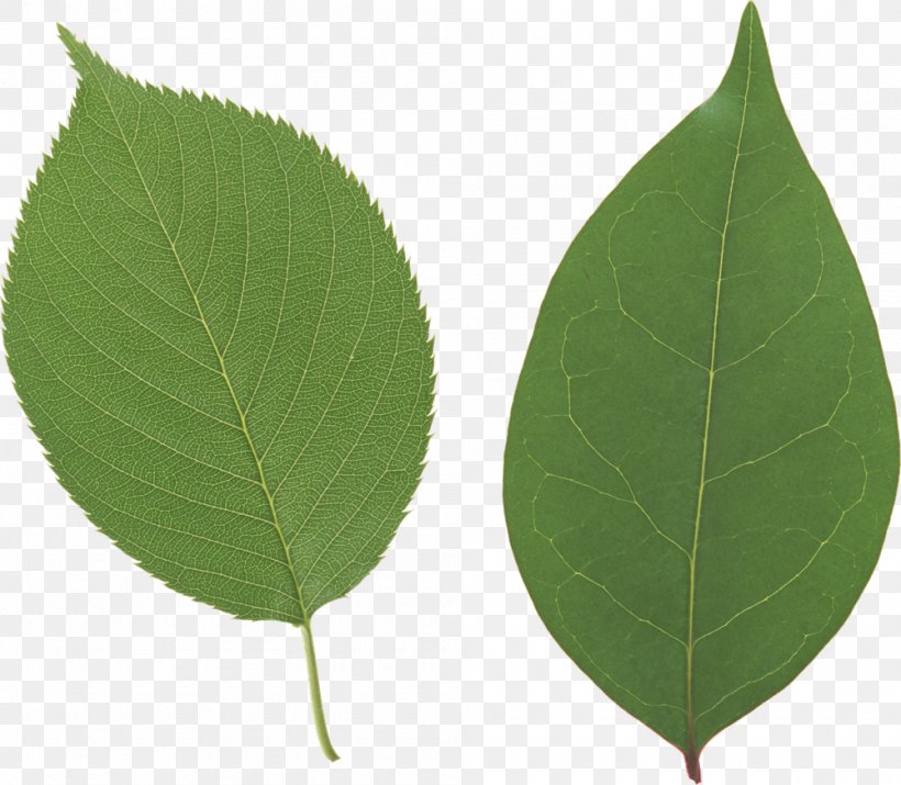 Desktop Wallpaper Leaf, PNG, 1000x872px, Leaf, Display Resolution, Image File Formats, Photosynthesis, Plant Download Free