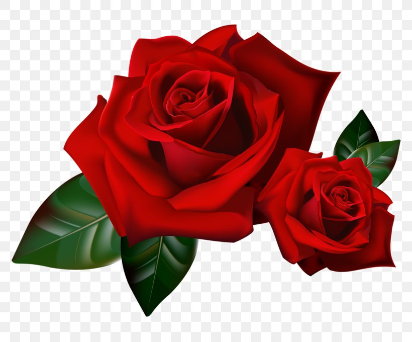 Rose Flower Floral Design Clip Art, PNG, 800x680px, Rose, Cut Flowers, Drawing, Floral Design, Floribunda Download Free