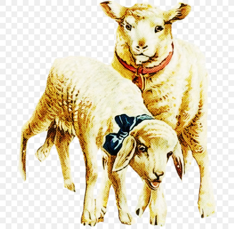 Sheep Sheep Goats Livestock Cow-goat Family, PNG, 703x800px, Sheep, Animal Figure, Argali, Cowgoat Family, Goatantelope Download Free