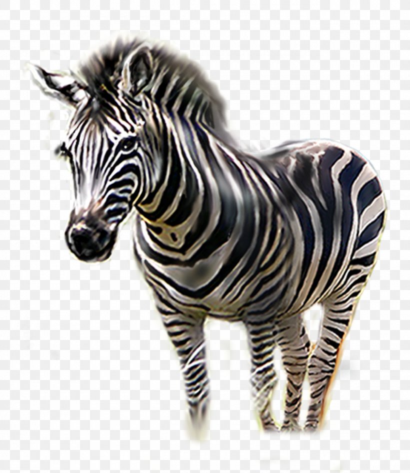Zebra, PNG, 1300x1500px, Zebra, Animal, Black And White, Fauna, Head Download Free