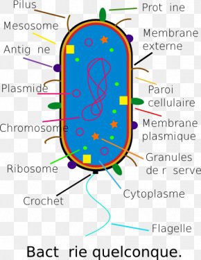 Bacteria Cell - Bacterial Cell Structure Mug Microbiology Glass PNG