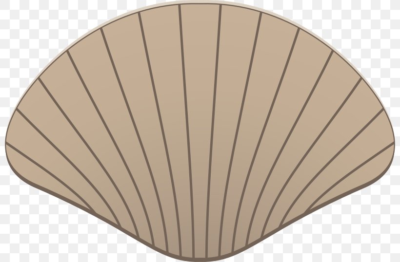 Clip Art Cartoon Seashell Image Illustration, PNG, 800x538px, Cartoon, Beige, Conch, Drawing, Material Download Free