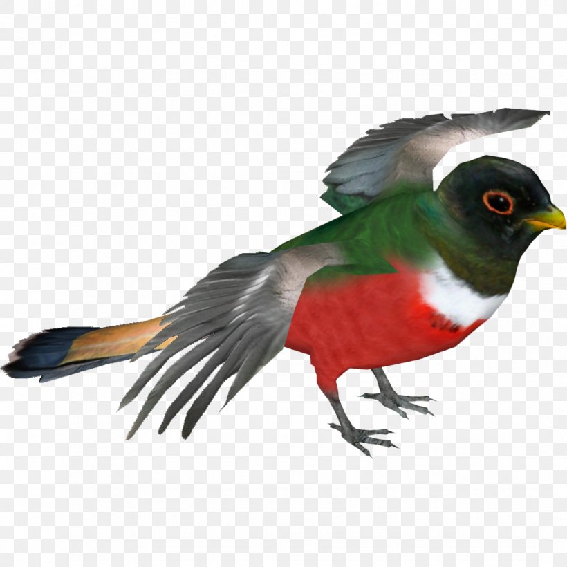 Elegant Trogon Bird Resplendent Quetzal Beak, PNG, 1071x1071px, Trogon, Animal, Bald Eagle, Beak, Bird Download Free