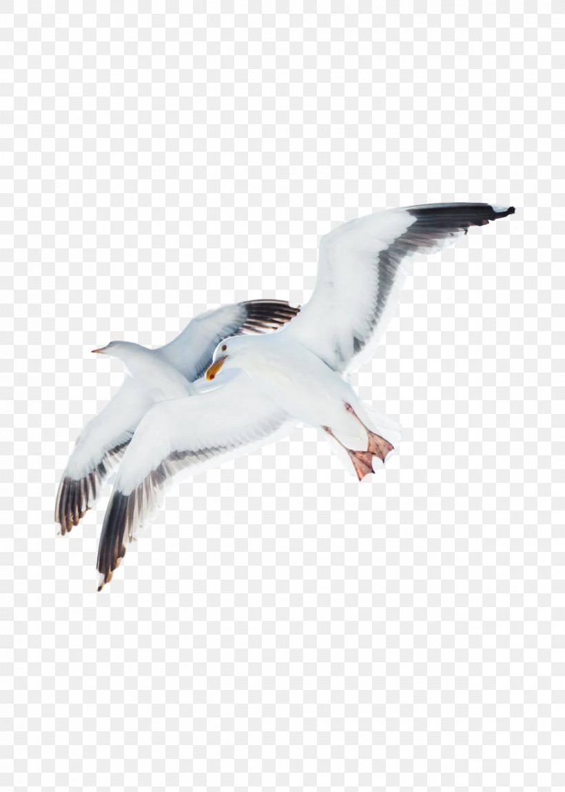 Feather, PNG, 1200x1680px, Shorebirds, American Herring Gull, Animal Migration, Beak, Bird Migration Download Free