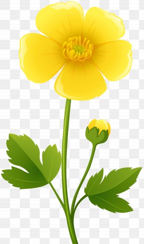flower yellow clip art png 675x900px flower color cut flowers drawing flora download free flower yellow clip art png 675x900px