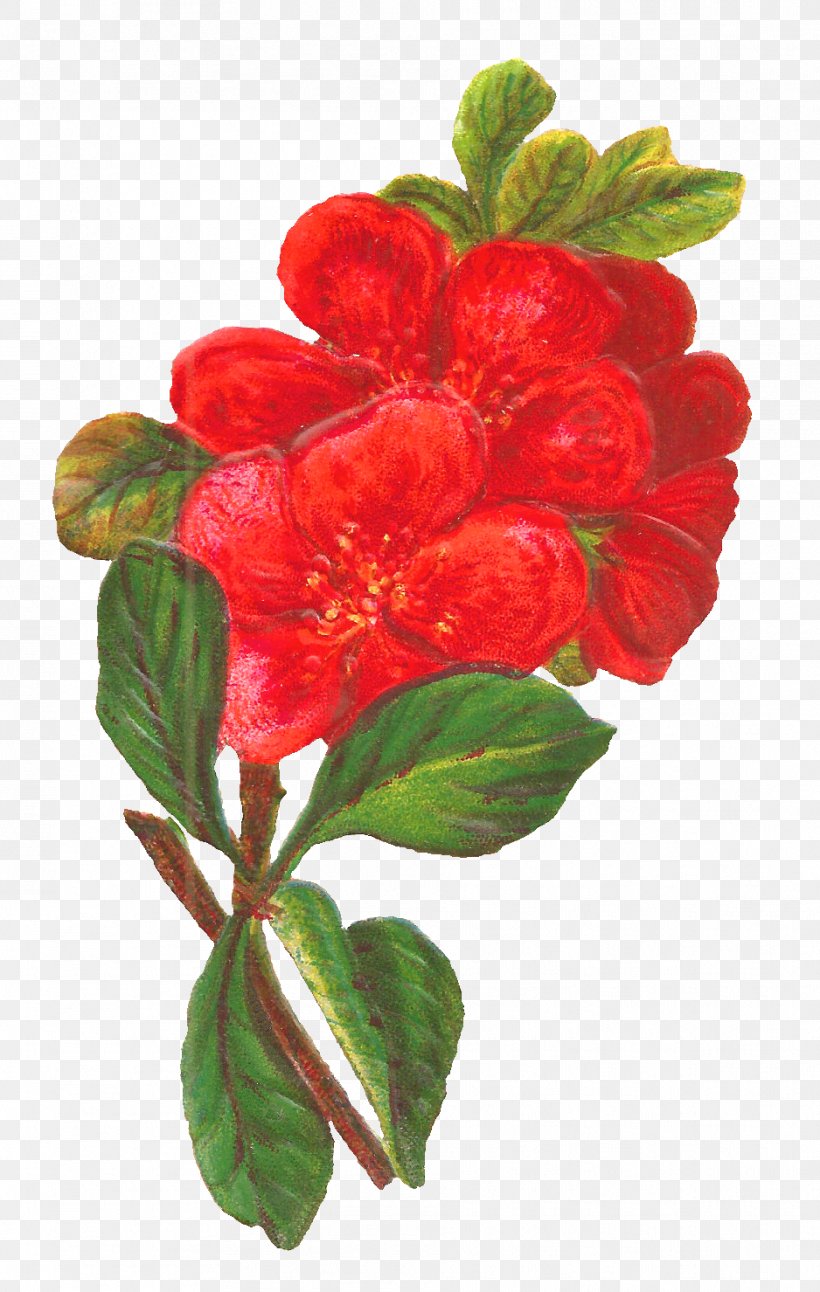 Flower Red Floral Design Clip Art, PNG, 938x1479px, Flower, Amaranth Family, Antique, Art, Digital Art Download Free