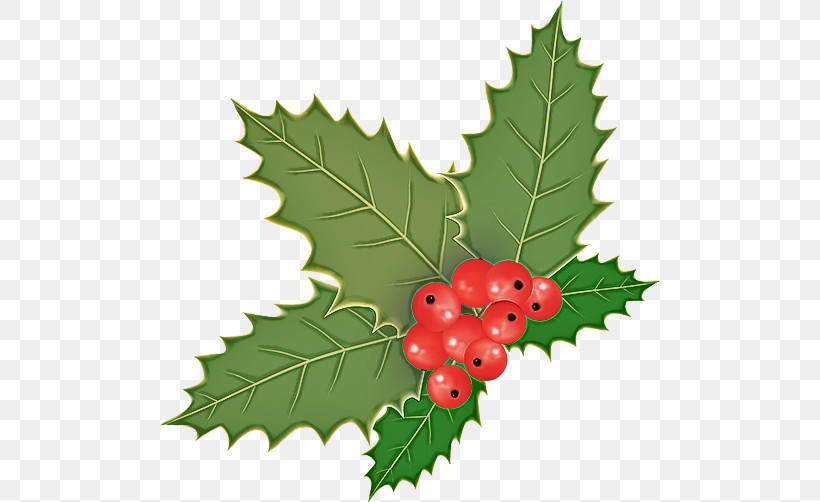 Holly, PNG, 500x502px, Leaf, American Holly, Berry, Chinese Hawthorn, Currant Download Free