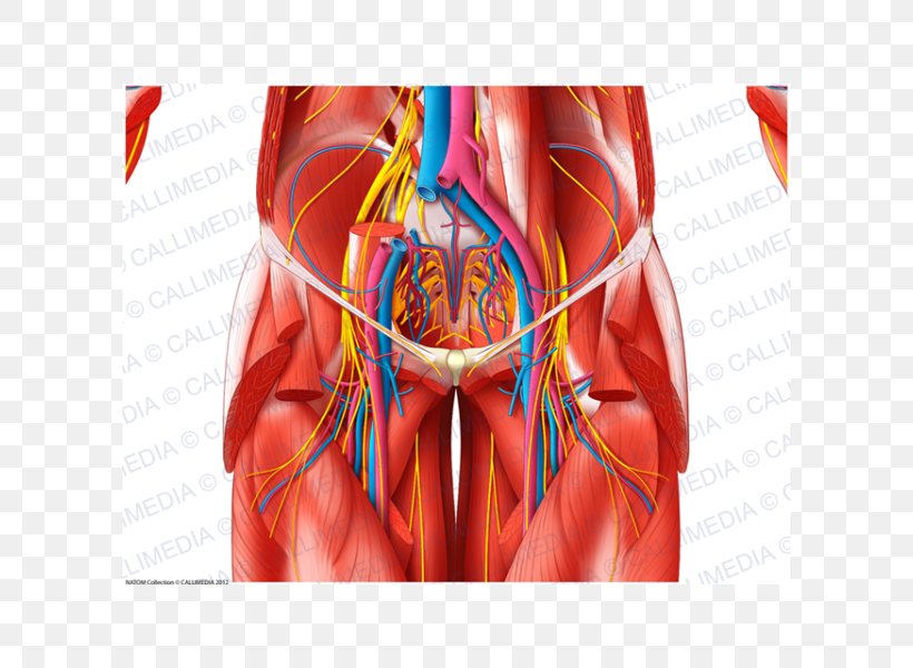 Blood Vessel Anatomia Y Fisiologia Muscle Pelvis Nerve, PNG, 600x600px, Watercolor, Cartoon, Flower, Frame, Heart Download Free