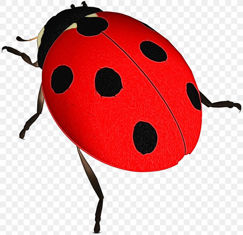 Clip Art Lady Bird, PNG, 1482x1434px, Lady Bird, Beetle, Insect, Invertebrate, Ladybug Download Free