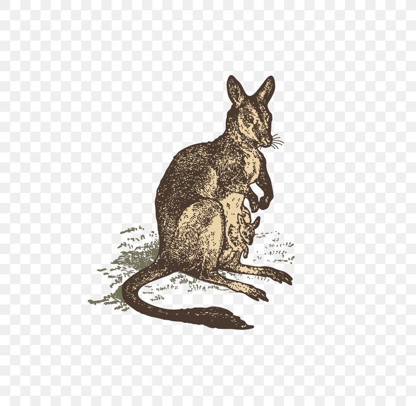 Domestic Rabbit Kangaroo Animal Drawing, PNG, 800x800px, Domestic Rabbit, Animal, Drawing, Fauna, Hare Download Free