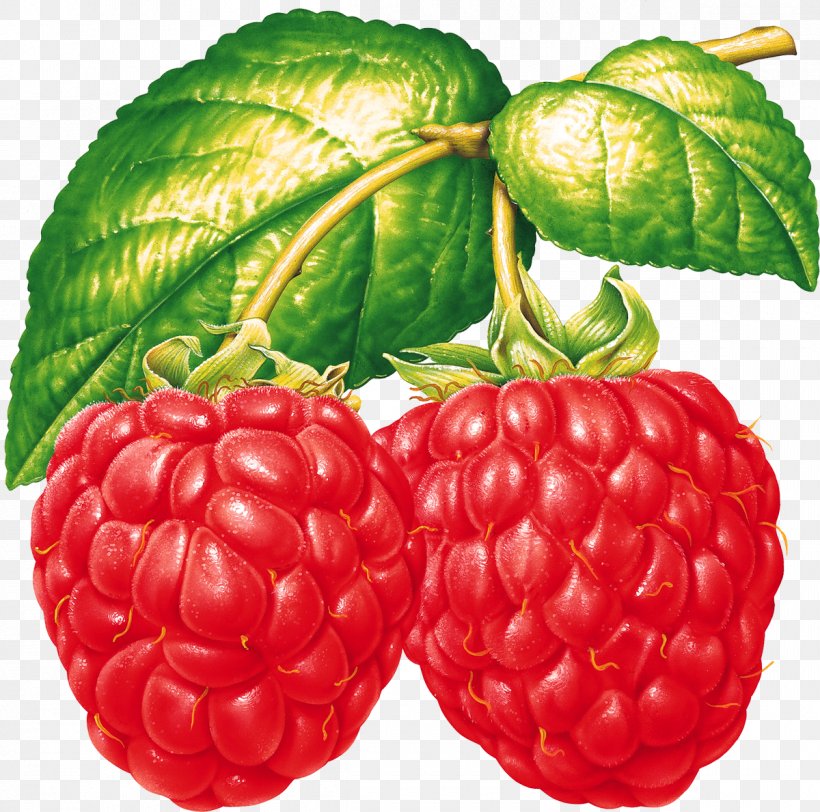 Raspberry Fruit Clip Art, PNG, 1200x1189px, Raspberry, Accessory Fruit, Auglis, Berry, Blackberry Download Free