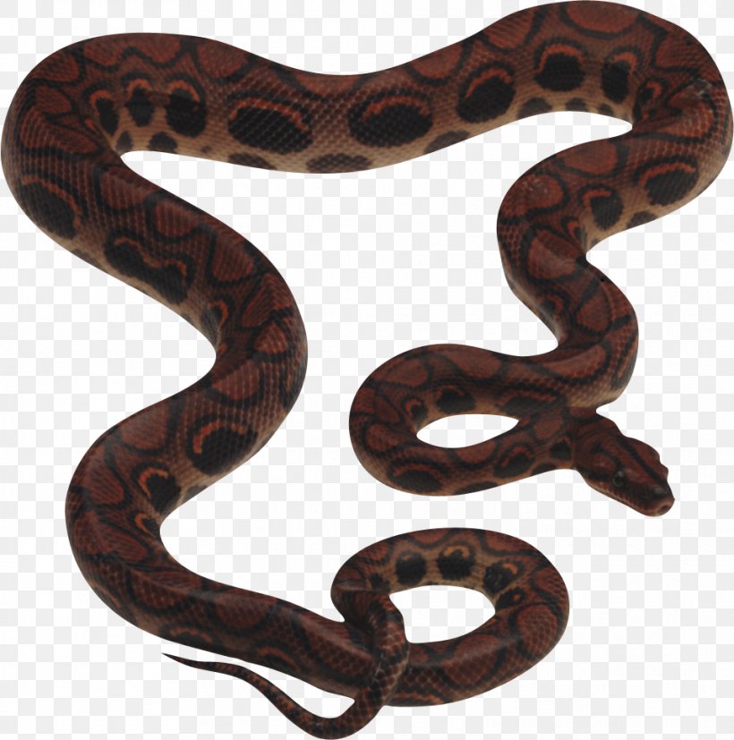 Snake Reptile King Cobra Clip Art, PNG, 959x968px, Snake, Boa Constrictor, Boas, Cobra, Colubridae Download Free